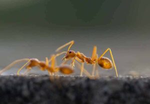 Pharaoh Ants Utah